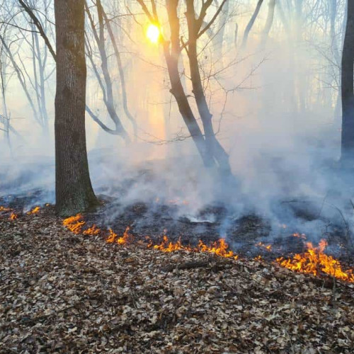 Incendiu de vegetație în Valea Bistrii