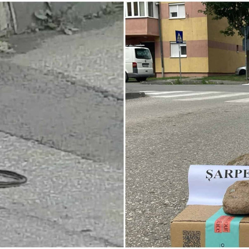 Sarpe semnalat pe o stradă din Alba Iulia