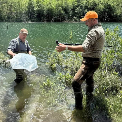 AJPVS Alba a populat lacul de acumulare de la Barajul Mihoesti cu peste 5000 de puieți de păstrăv indigen