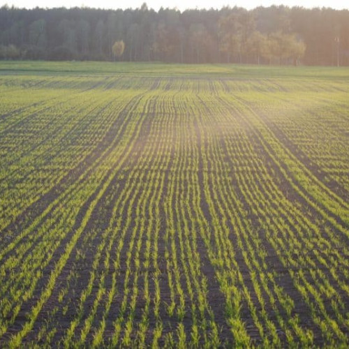 ANAF a publicat un nou ghid pentru veniturile din arendarea bunurilor agricole