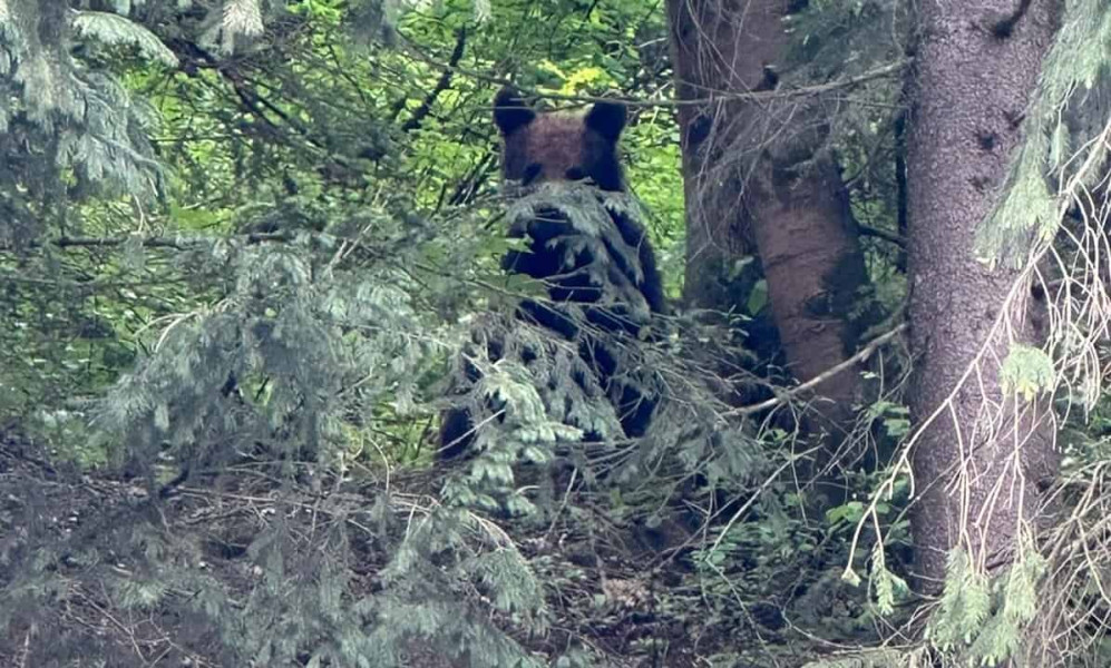 Urs semnalat în Mogoș, în zona satului Cristești; intervin Jandarmeria Alba și ISU Alba